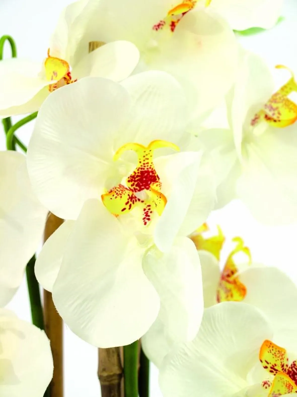 significato orchidee bianche