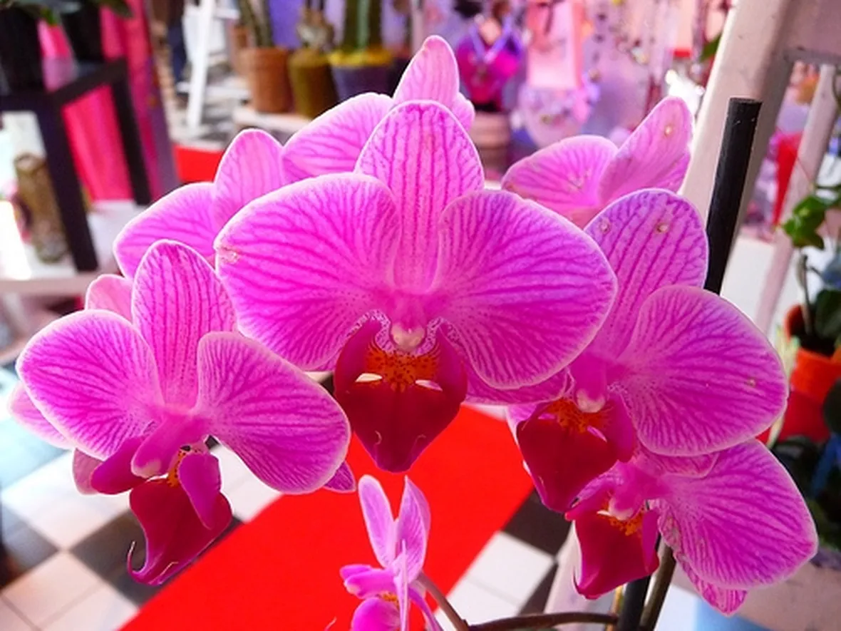 significato orchidee fuxia-1
