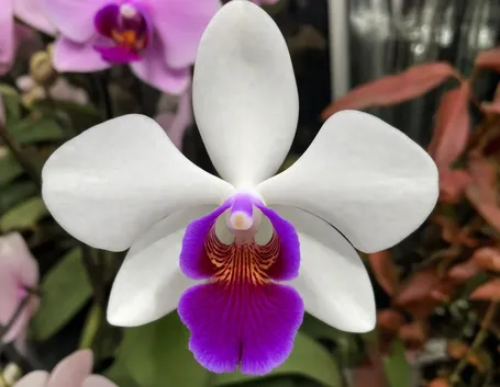 Significato orchidee rosse