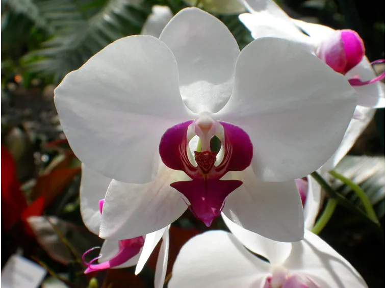 Significato orchidee rosse
