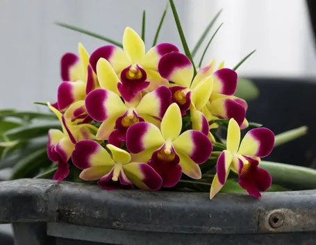 significato orchidee rosse