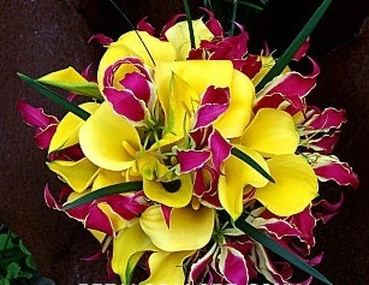 significato orchidee rosse