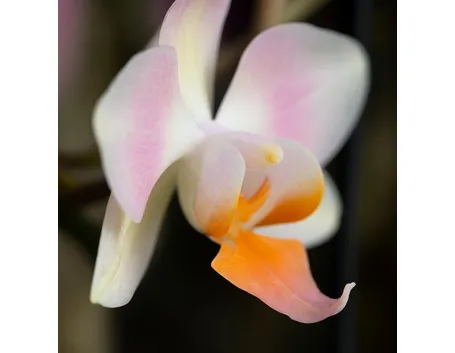 significato orchidee viola