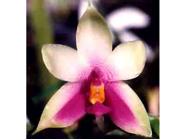 significato orchidee viola