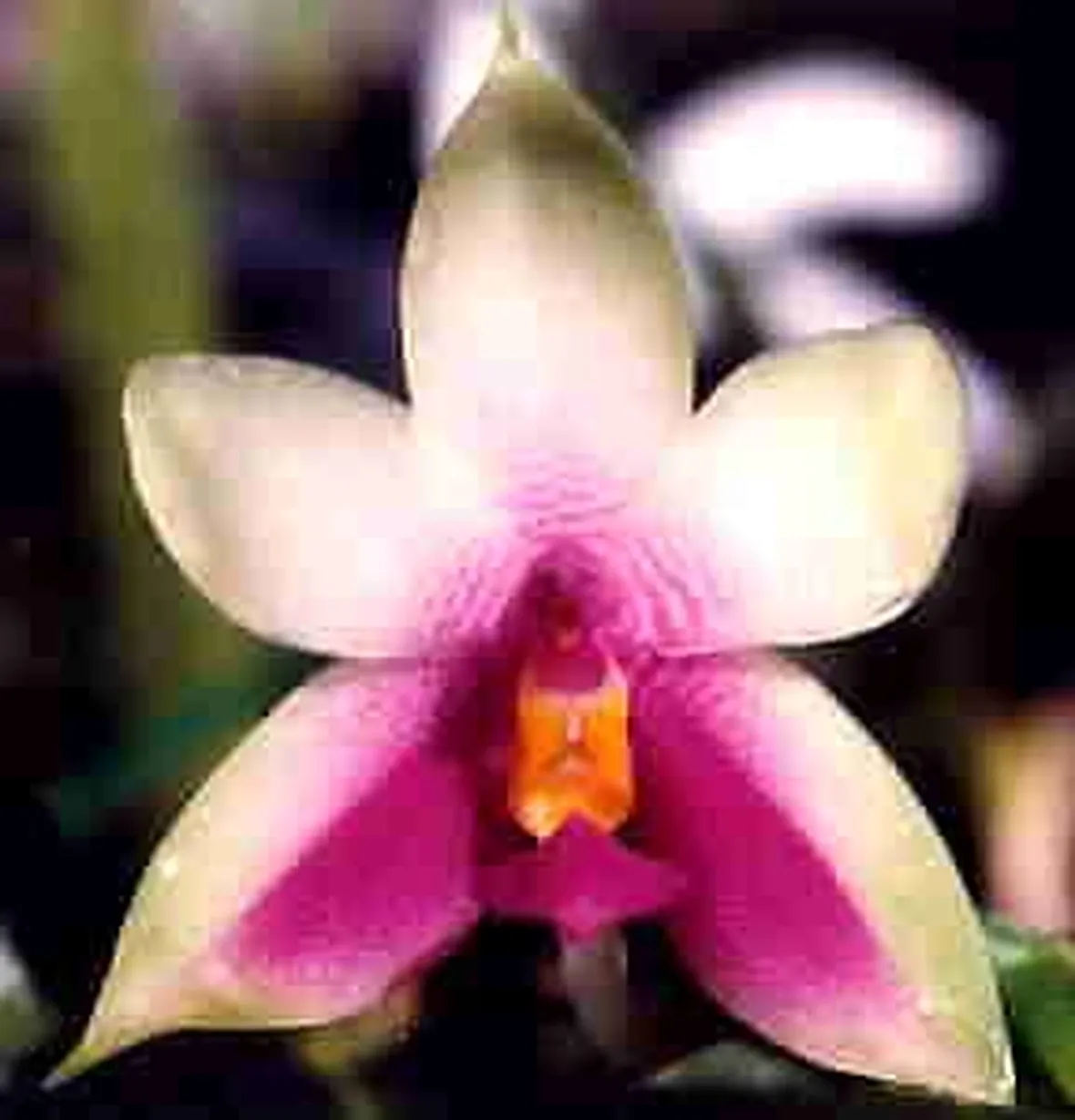 significato orchidee viola