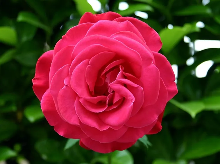 significato rose fuxia
