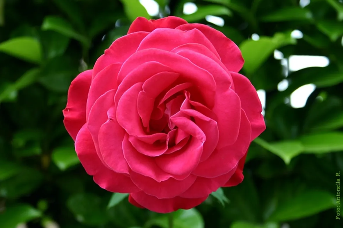 significato rose fuxia