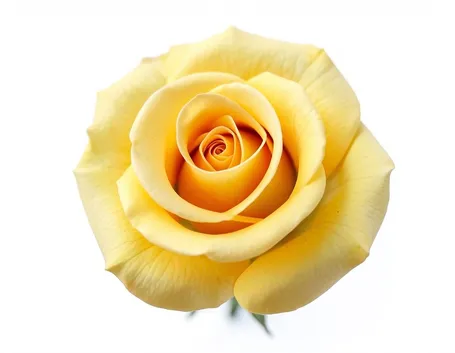 significato rose gialle