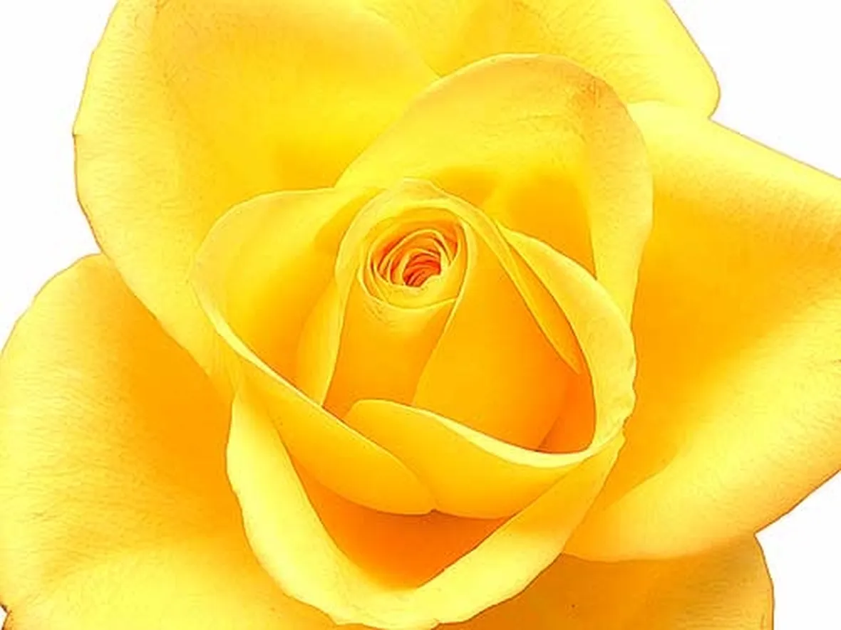 significato rose gialle