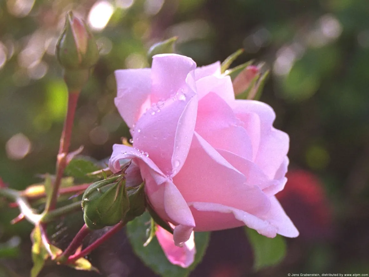 significato rose rosa-1
