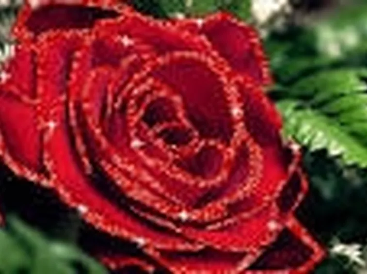 significato rose rosse-2