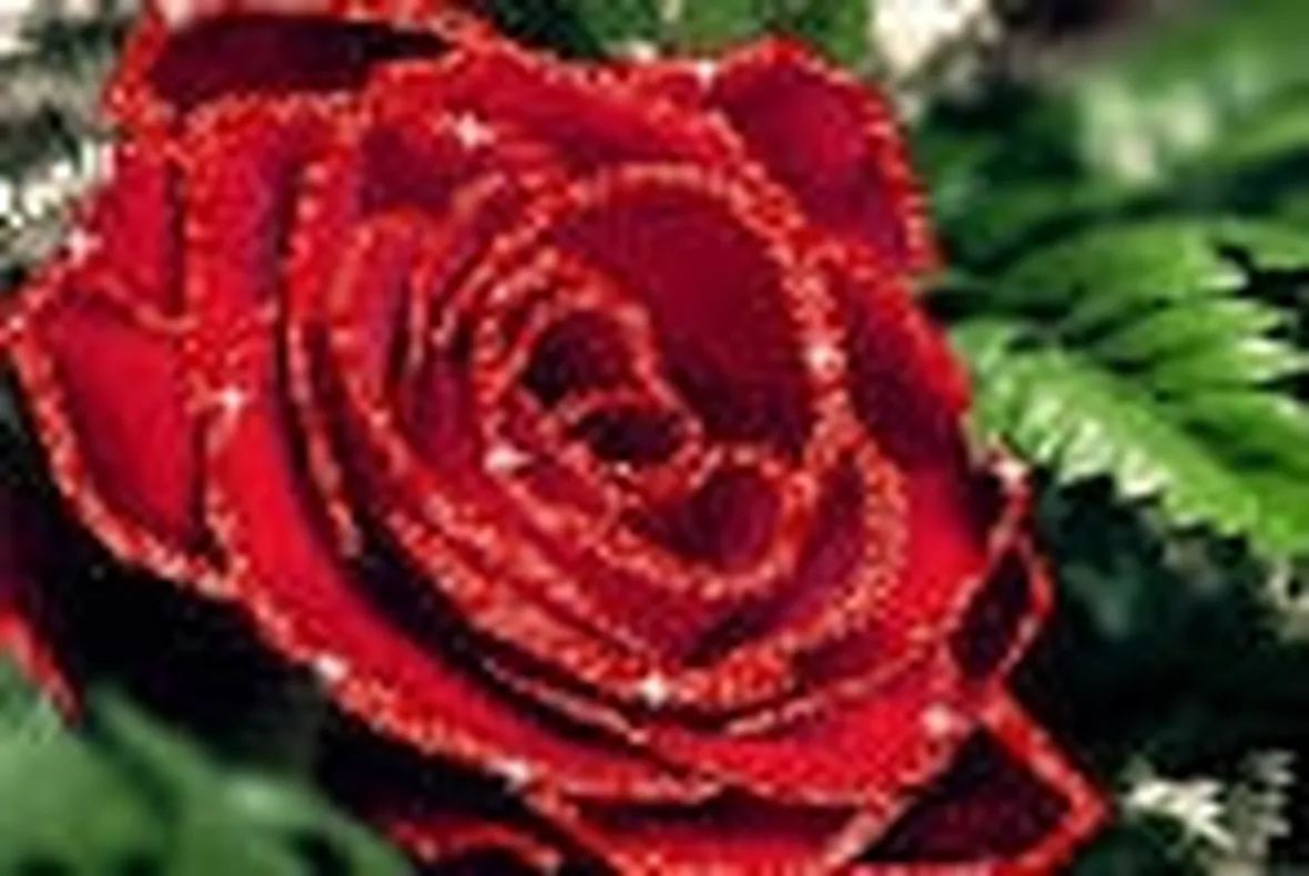 significato rose rosse-2