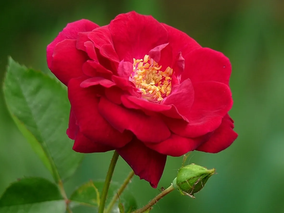 significato rose rosse