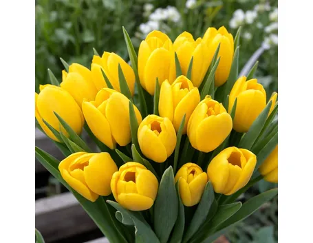 significato tulipani gialle