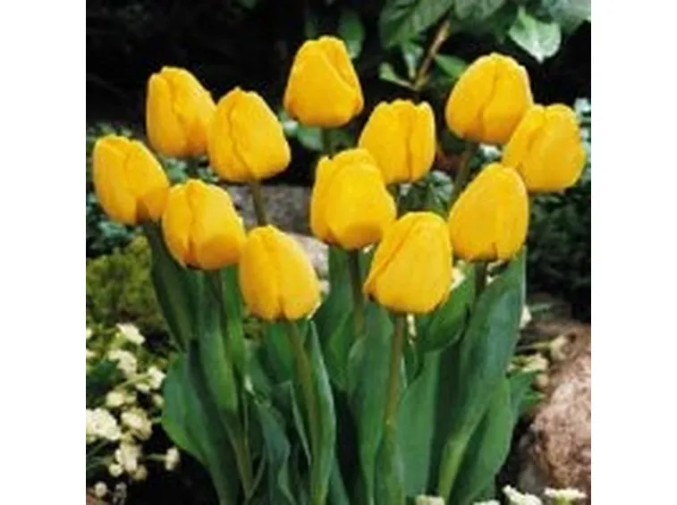 significato tulipani gialle