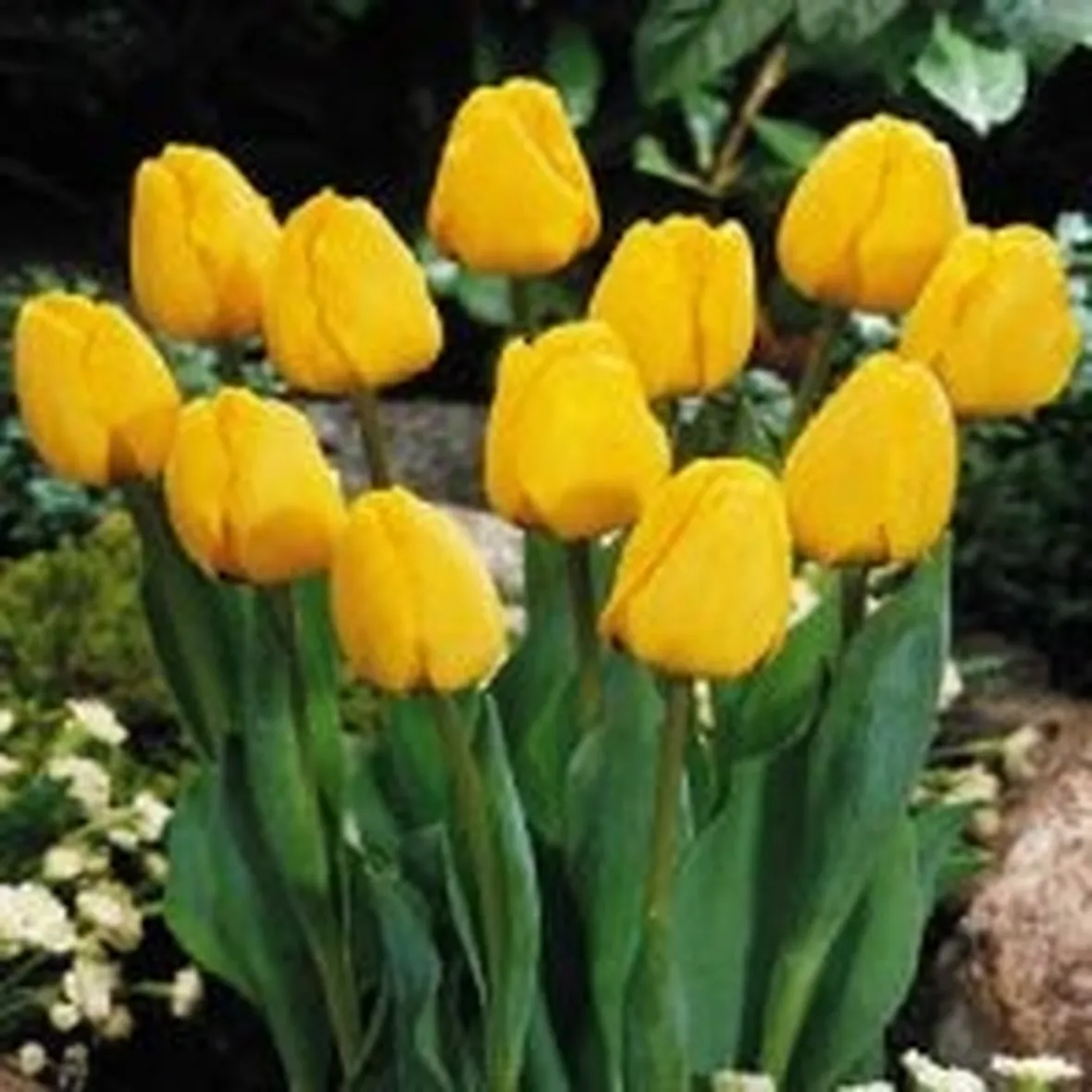 significato tulipani gialle
