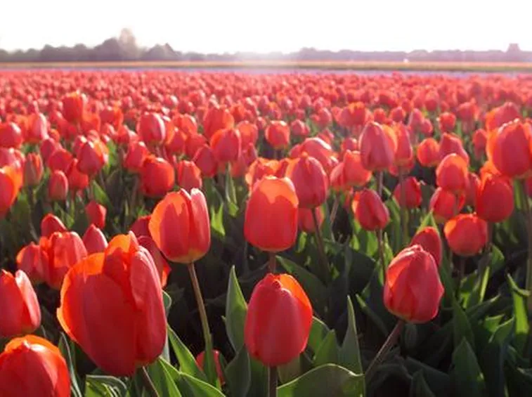 significato tulipani rosse-1
