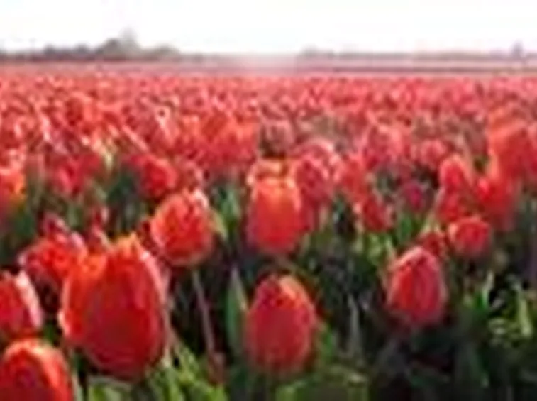 Significato tulipani rosse
