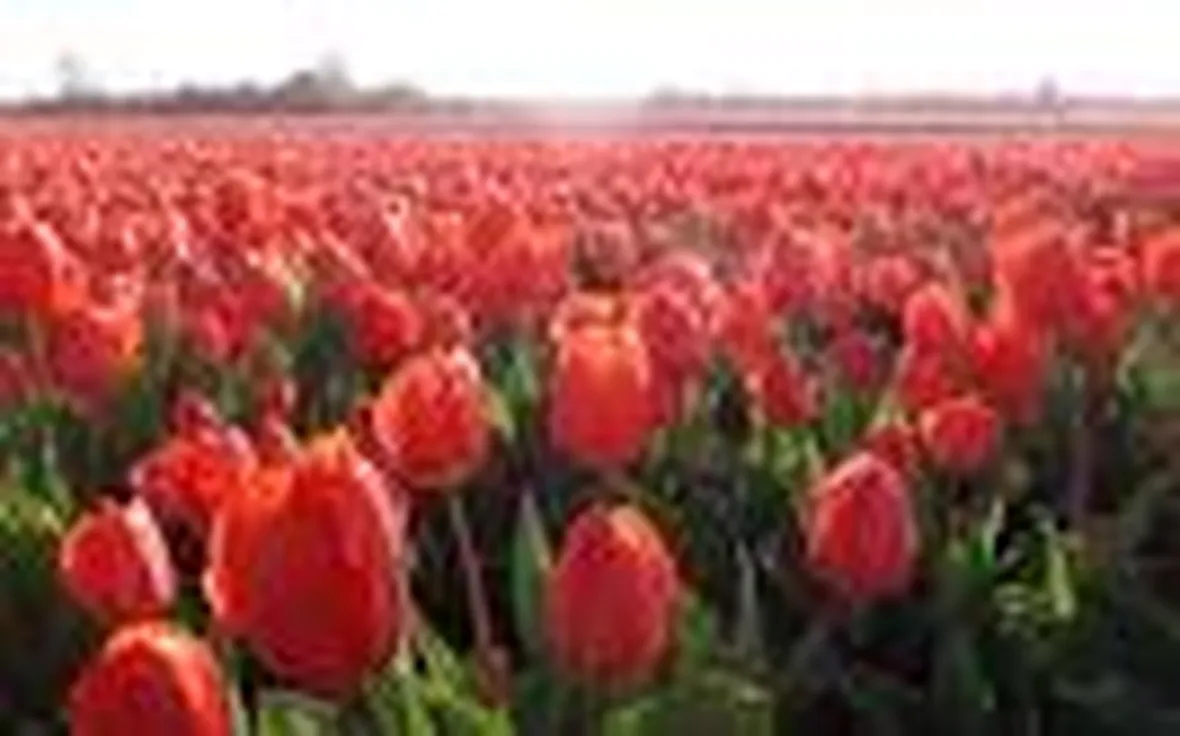 Significato tulipani rosse