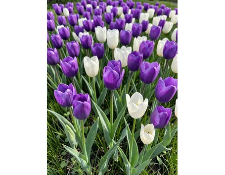 significato tulipani viola