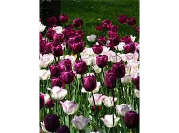 significato tulipani viola
