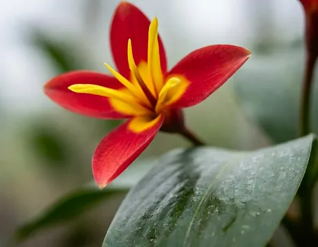 spedire fiori al hotel