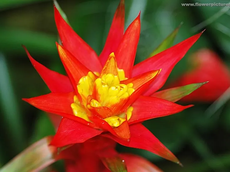 spedire fiori al hotel
