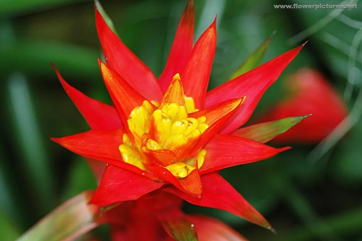 spedire fiori al hotel