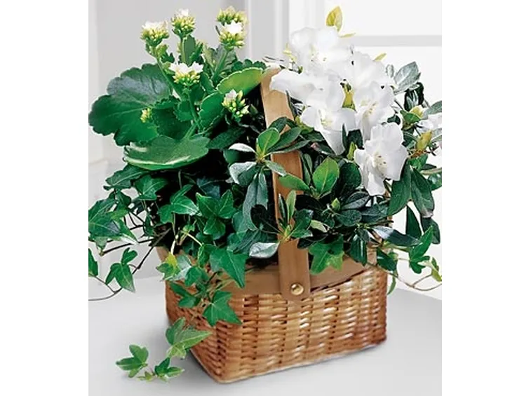spedire fiori Bari