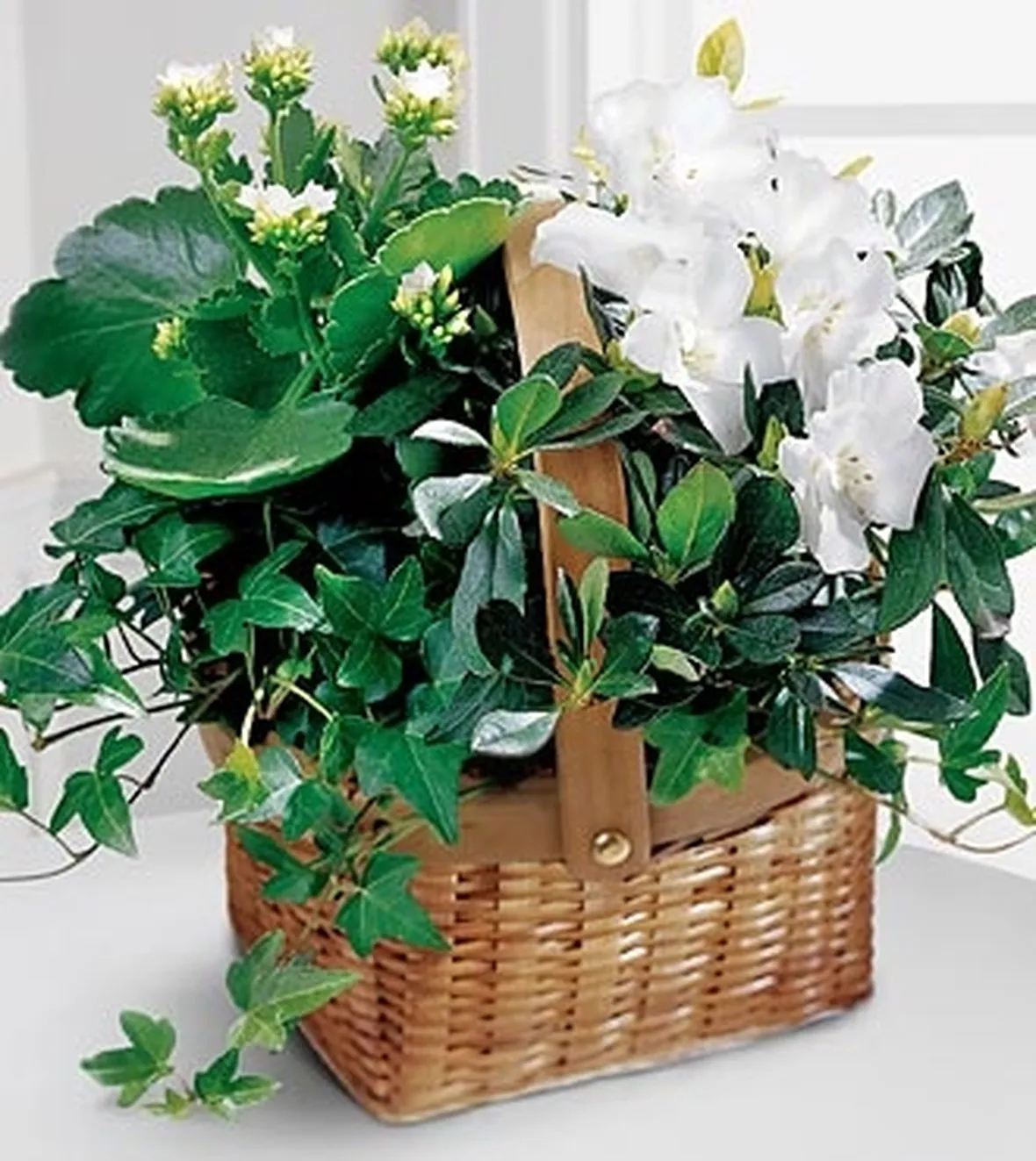 spedire fiori Bari