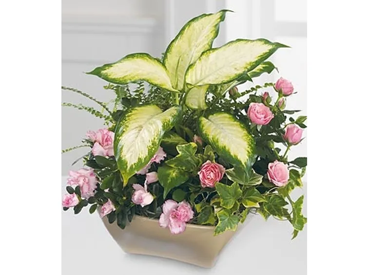 spedire fiori Firenze