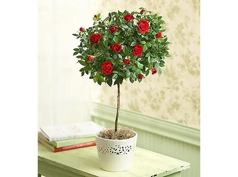 spedire fiori Milano-1