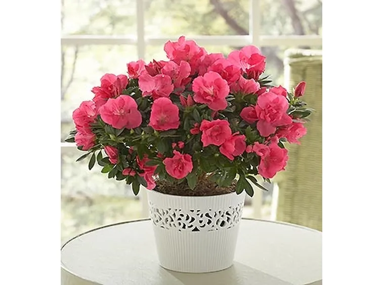 spedire fiori Milano