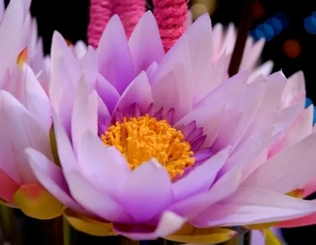 spedizione di fiori per compleanno