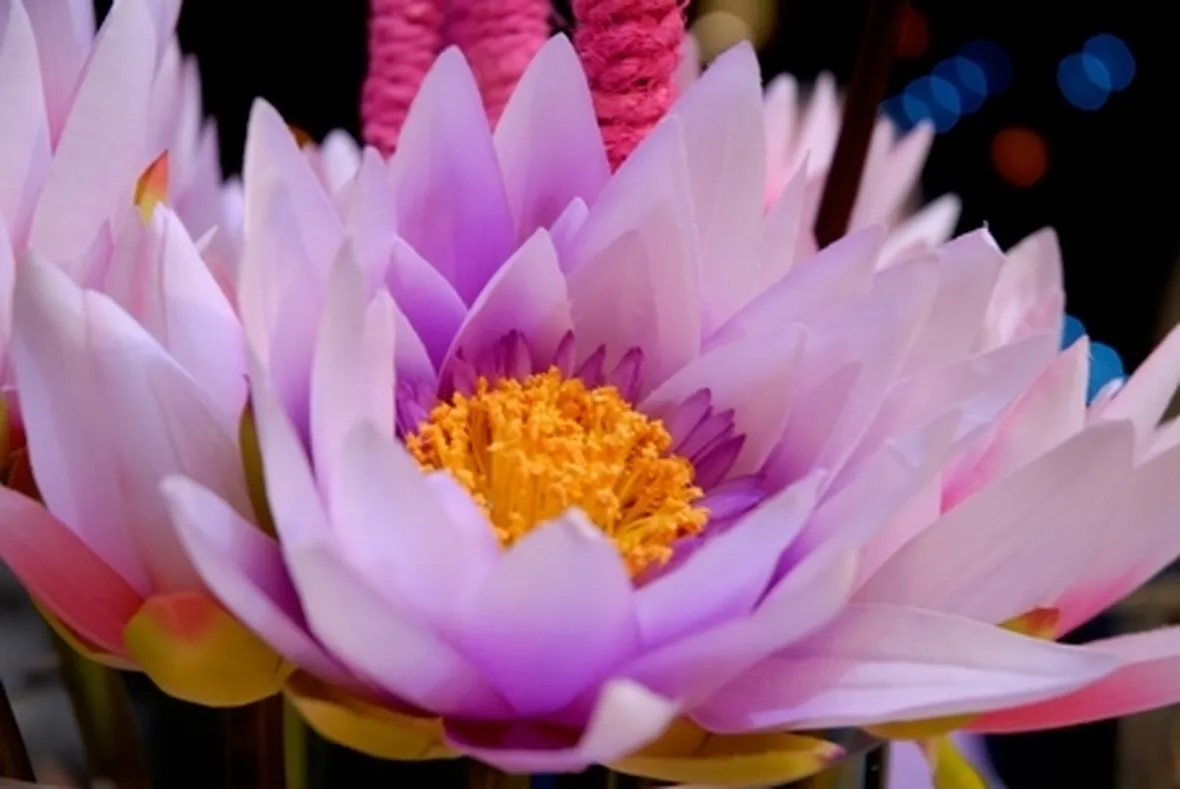 spedizione di fiori per compleanno
