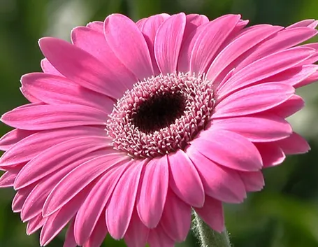 spedizione fiori per anniversari