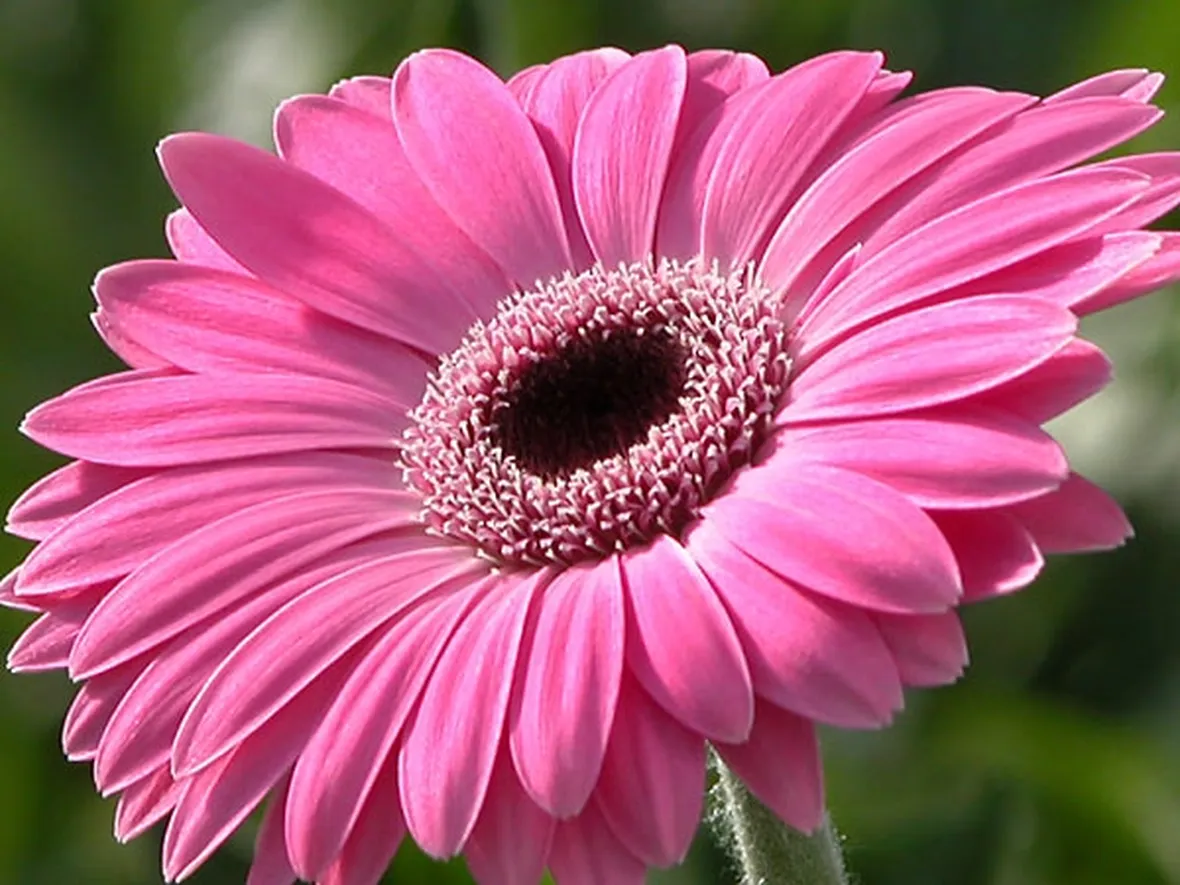 spedizione fiori per anniversari