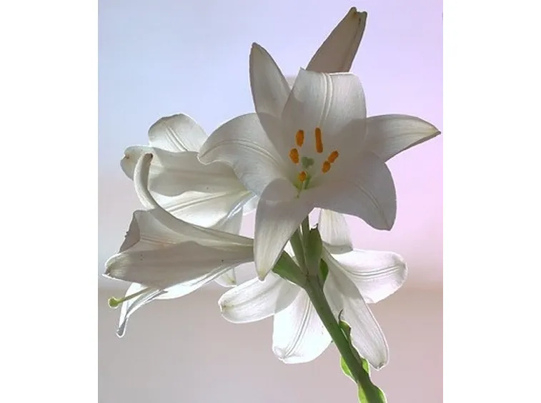 spedizione fiori per battesimo