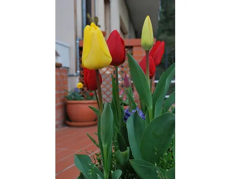 spedizione fiori per congratulazioni