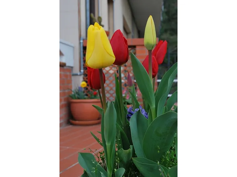 spedizione fiori per congratulazioni