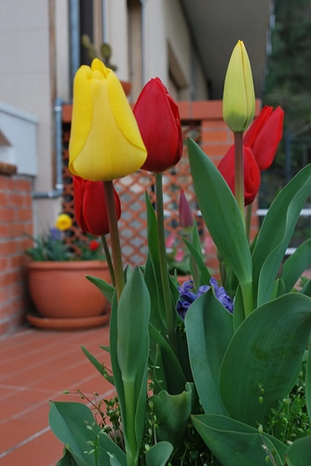 spedizione fiori per congratulazioni