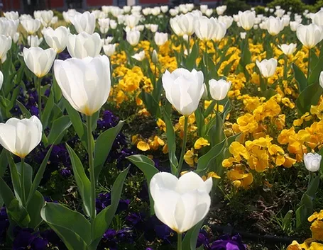 spedizione fiori per dirti che