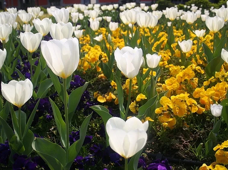 spedizione fiori per dirti che
