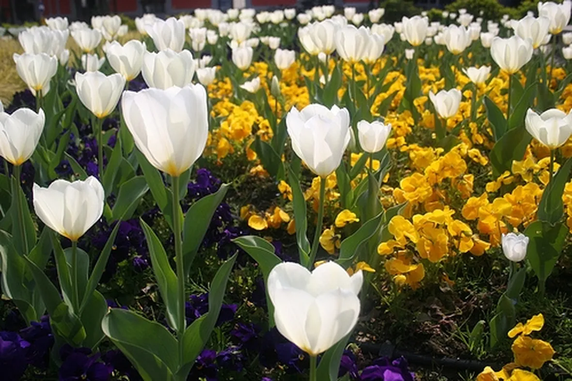 spedizione fiori per dirti che