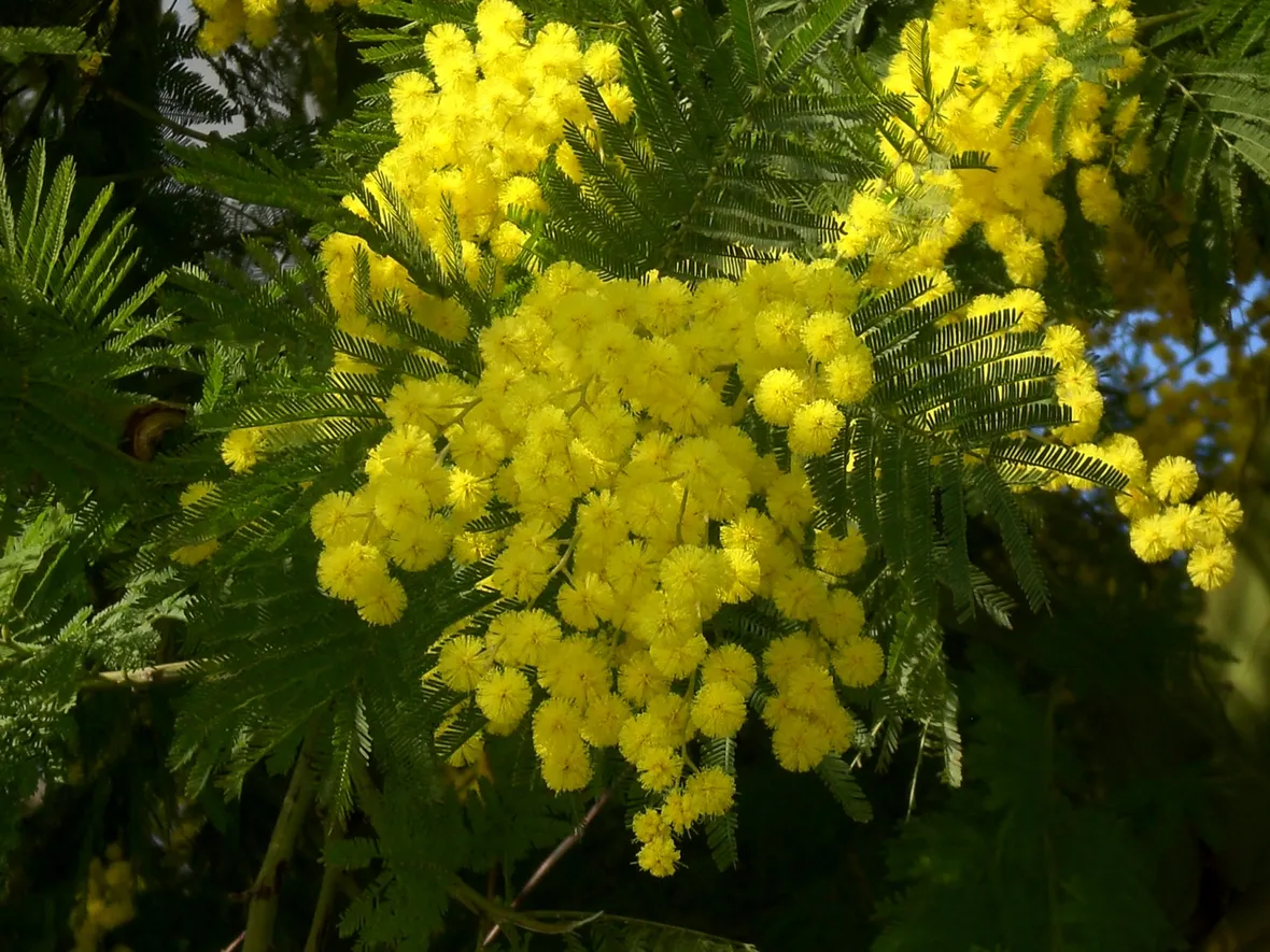 spedizione fiori per festa della donna-2