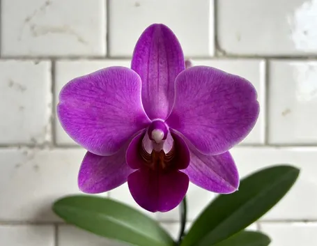 spedizione fiori per festa della donna-3