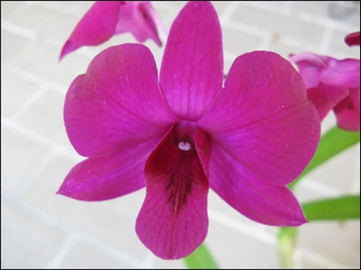 spedizione fiori per festa della donna-3