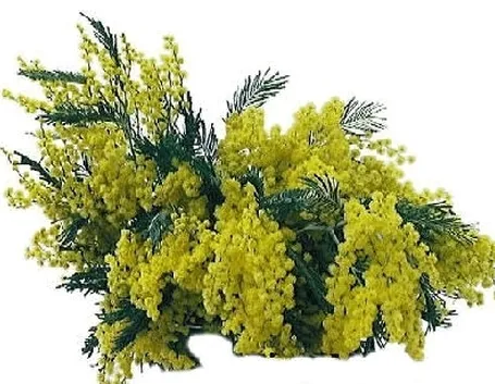 spedizione fiori per festa della donna-4