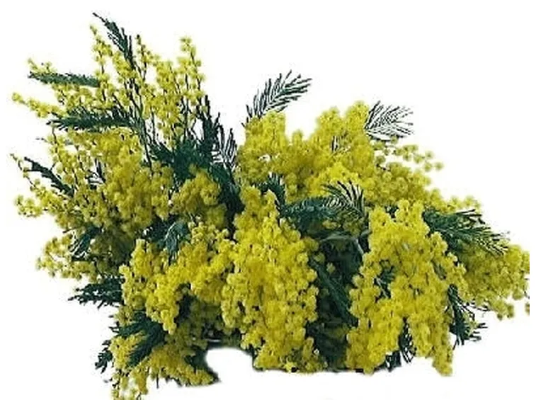 spedizione fiori per festa della donna-4