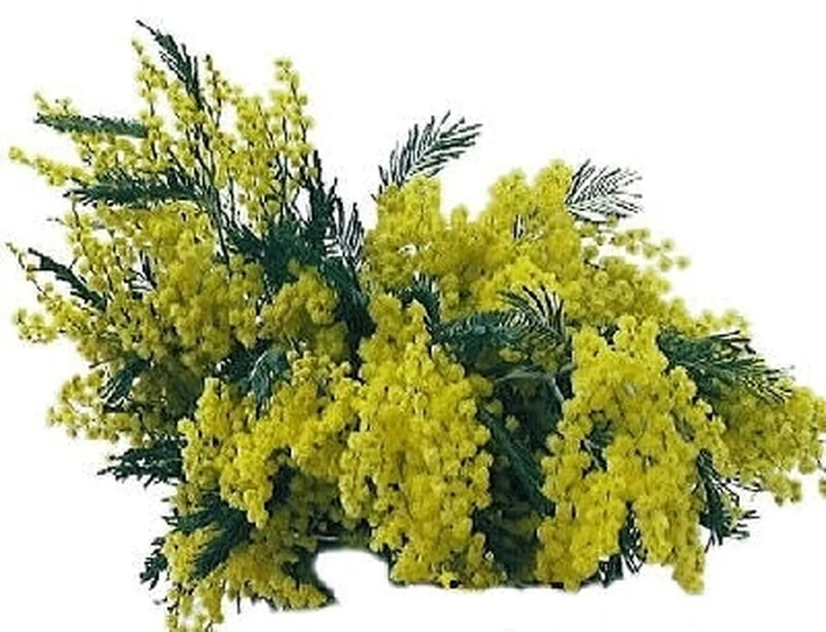 spedizione fiori per festa della donna-4